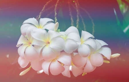 white plumeria flower.Tropical flowers frangipani (plumeria) isolated on white background.の写真素材