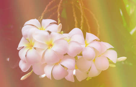 white plumeria flower.Tropical flowers frangipani (plumeria) isolated on white background.の写真素材