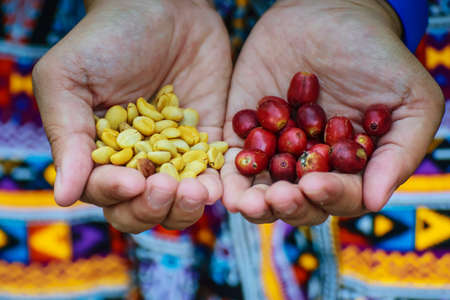 Fresh red coffee beans in hand