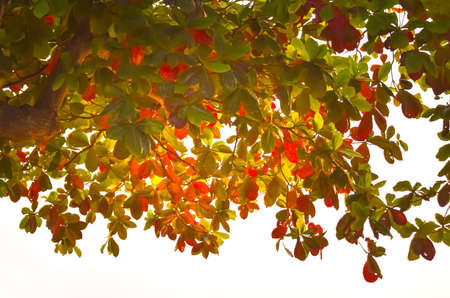 green and yellow leaves with sunlight in autumn,isolated on white background.の写真素材