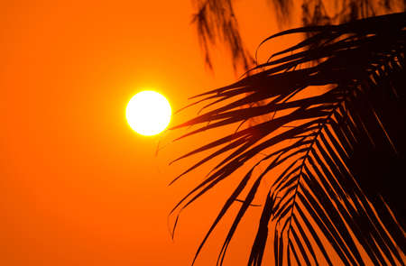 silhouette of coconut leaves with sunset backdrop.の写真素材