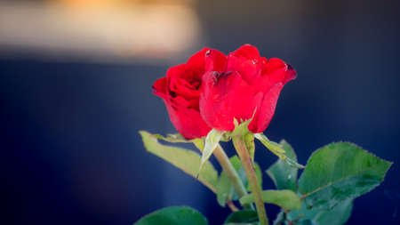 Red roses,Red roses background.valentines day ,wedding day