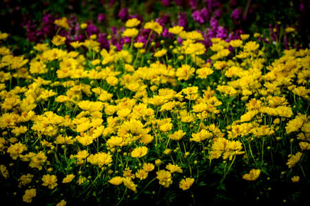 Yellow flowers backgroundの写真素材