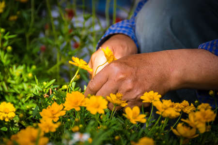 gardeners are using scissors cut the flowers. hands  cutting flowers in garden.   gardener working with hedge shearsの写真素材
