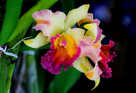 orchids,orchids is considered the queen of flowers in Thailandの写真素材