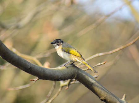 Bird  and branchesの写真素材