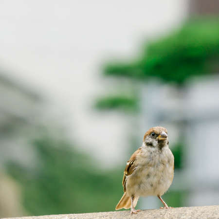 a birdの写真素材