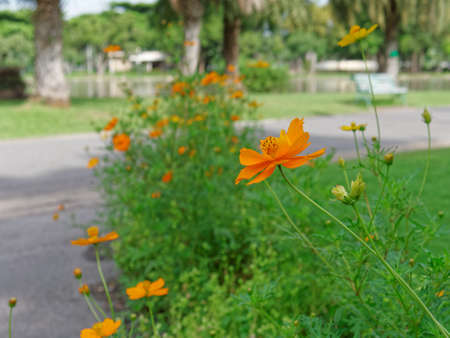 yellow flowersの写真素材