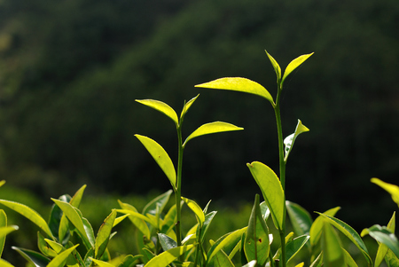 Guangdong Chaozhou Phoenix Tea plantsの写真素材