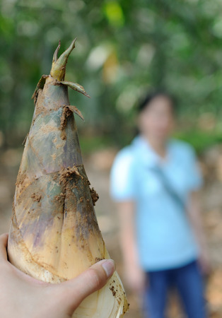 After summer rain, just digging bamboo shoots.の写真素材