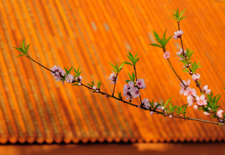 Peach blossomの写真素材