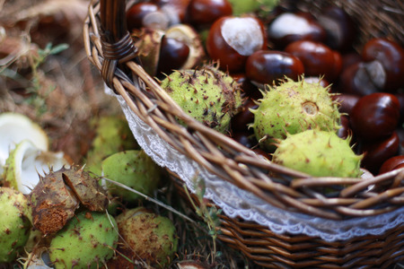 chestnutsの写真素材