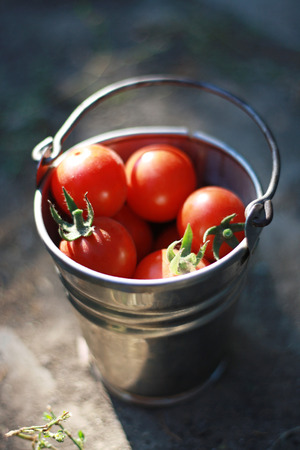 A bucket with tomatoesの写真素材