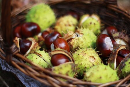 chestnutsの写真素材