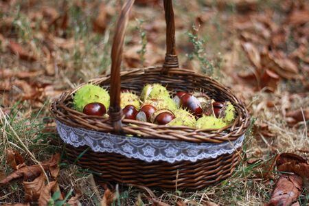 chestnutsの写真素材