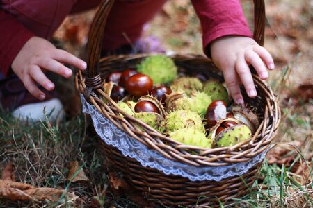 chestnutsの写真素材