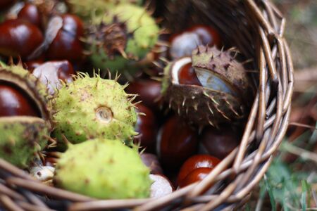 chestnutsの写真素材