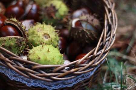 chestnutsの写真素材