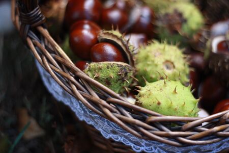 chestnutsの写真素材