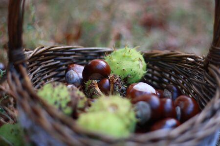 chestnutsの写真素材