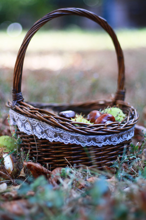 chestnutsの写真素材