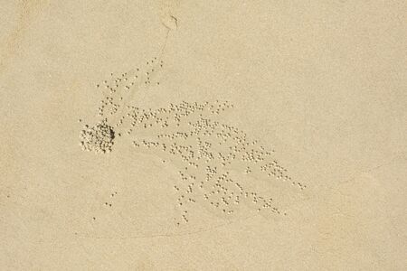 Sandballs at Cap Tribulation