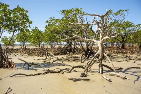 Mangrove in Cap Tribulationの写真素材