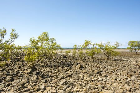 Mangrove in Cap Tribulationの写真素材