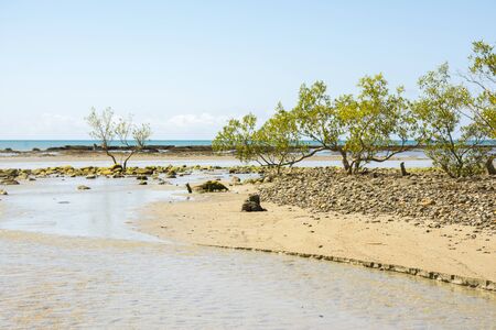 Mangrove in Cap Tribulationの写真素材