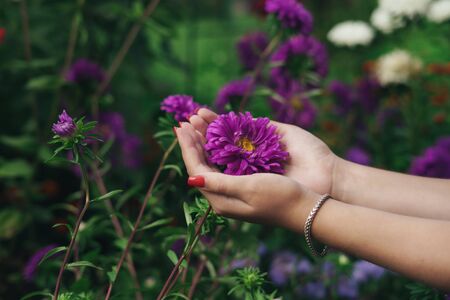 Female hands holding a purple flower. Purple asterの写真素材