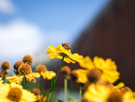 Beautiful yellow flowers on lake background. Yellow flowers on blue sky background