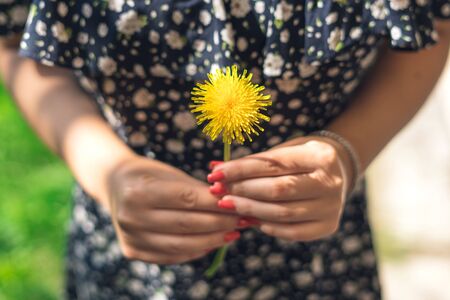 Female hands holding yellow flower. Yellow dandelionの写真素材