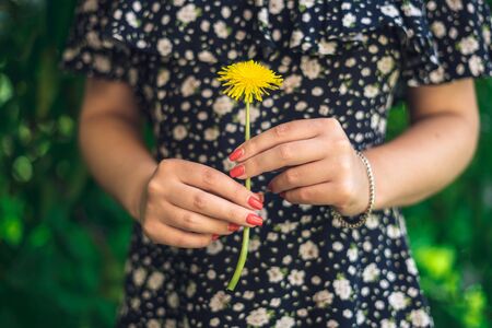 Female hands holding yellow flower. Yellow dandelion