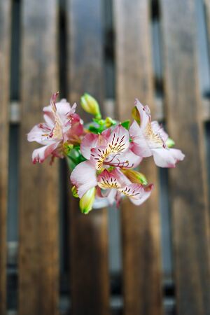 Beautiful alstroemeria in vase on wooden table in summer cafe. Gentle summer bouquet in a glass vase. Pink flowers on a sunny day.の写真素材
