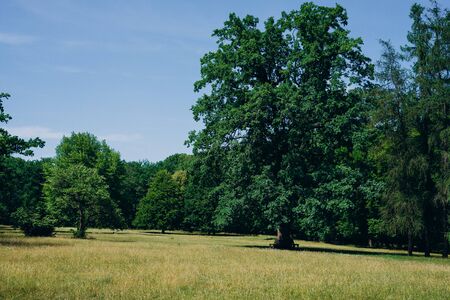 Tall beautiful oaks in the park. Oak forest on a summer sunny day. Tall trees on a sunny green lawnの写真素材