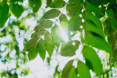 Green leaves on a background of blue sky. The sun's rays break through the green leaves. Young leaves and sunbeams on a background of skyの写真素材