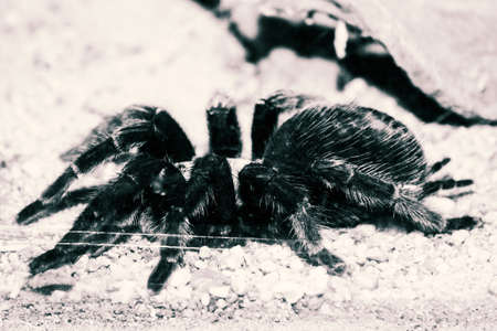 Giant spider in Thailandの写真素材