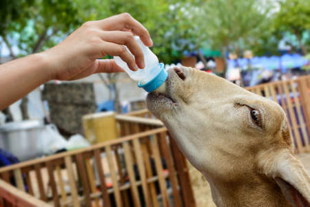 The goat is feeding the goat's milk.の写真素材