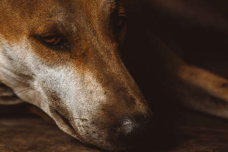 Stray dogs are sadの写真素材