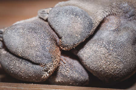 Dog's feetの写真素材