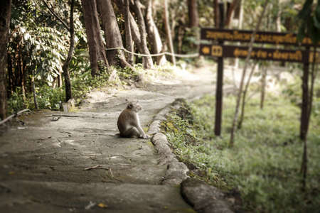 Long-tailed macaqueの写真素材