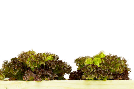 Green oak vegetablesの写真素材