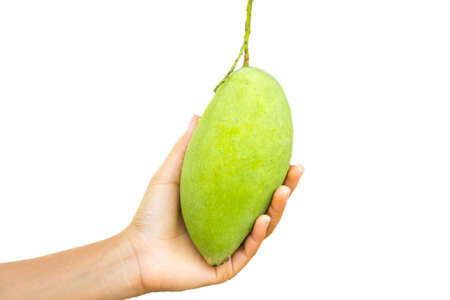 Mango hands holding.の写真素材