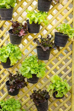 Green oak vegetables