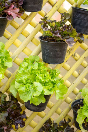 Green oak vegetablesの写真素材