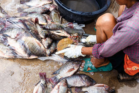 Fishermen are sitting scraping scrotum tilapia.の写真素材