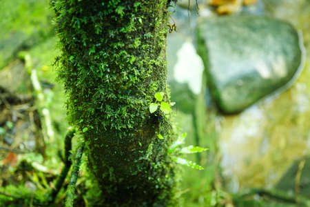 Moss on the tree with moisture.の写真素材