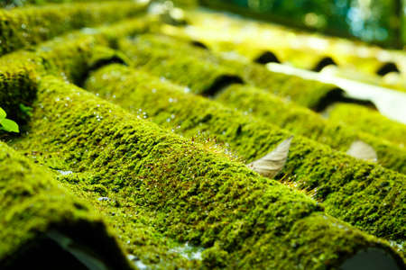 Moss on the roof with moisture.の写真素材