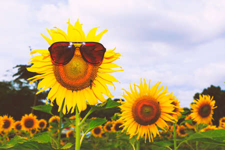 Sunflower in glasses in the field of sunflowers.の写真素材
