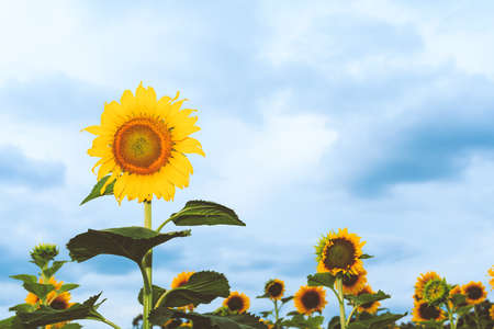 The beauty of Sunflower field.の写真素材